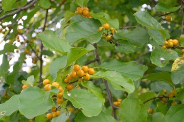 DSC_2211_20150929_567