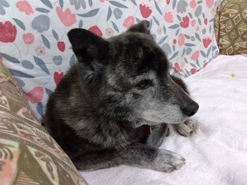 IMG_2025-04-25-20-33-51-583s