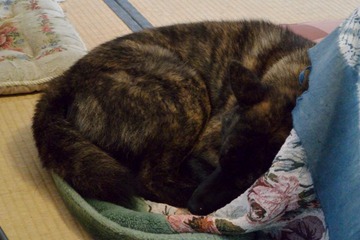 DSC_2845_20151229_917