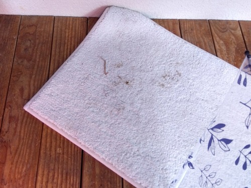 IMG_2025-01-17-08-59-51-599