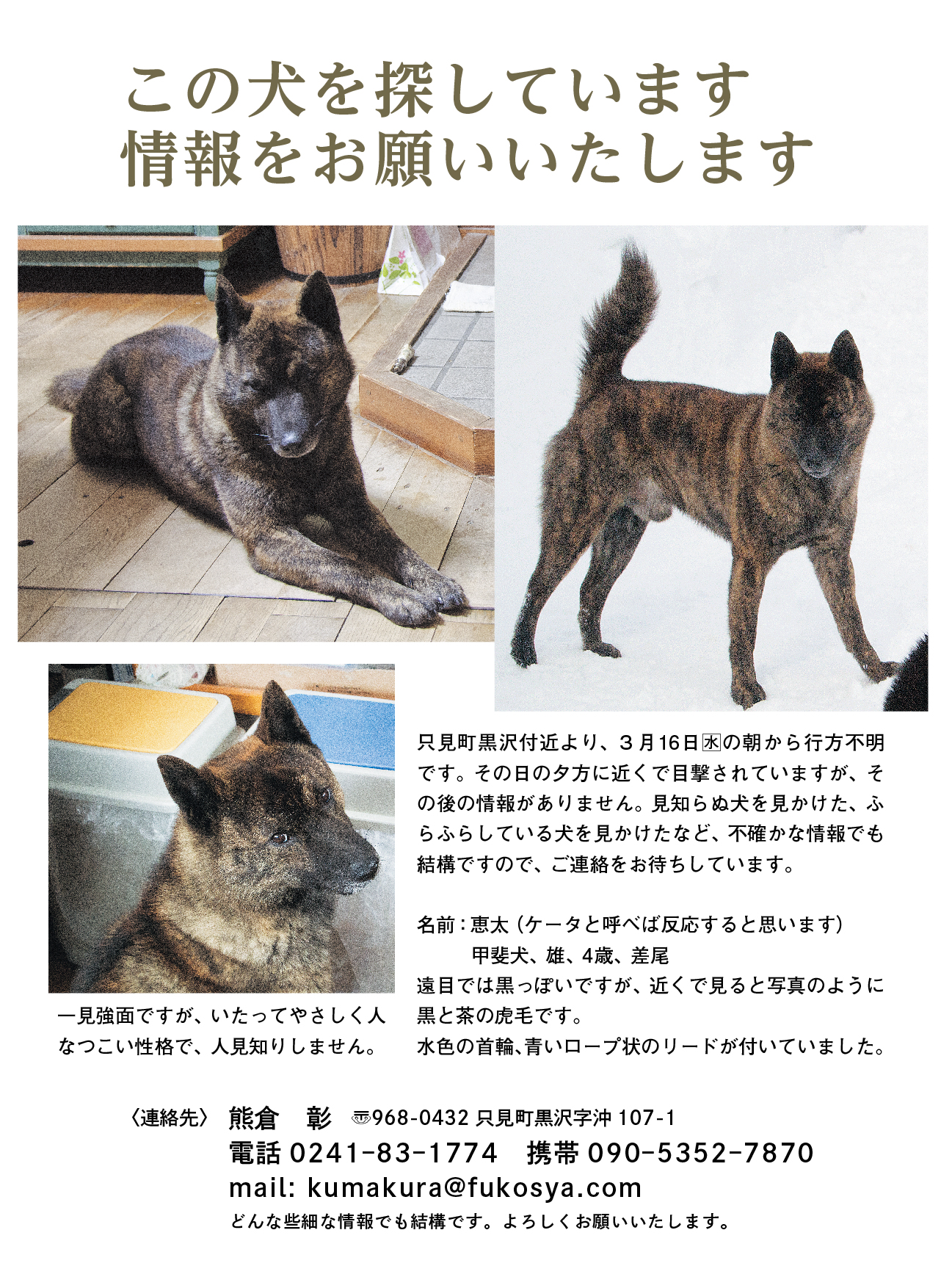 ケータ 甲斐犬 中虎毛 差尾のオス を探してください 甲斐犬ケータを探して