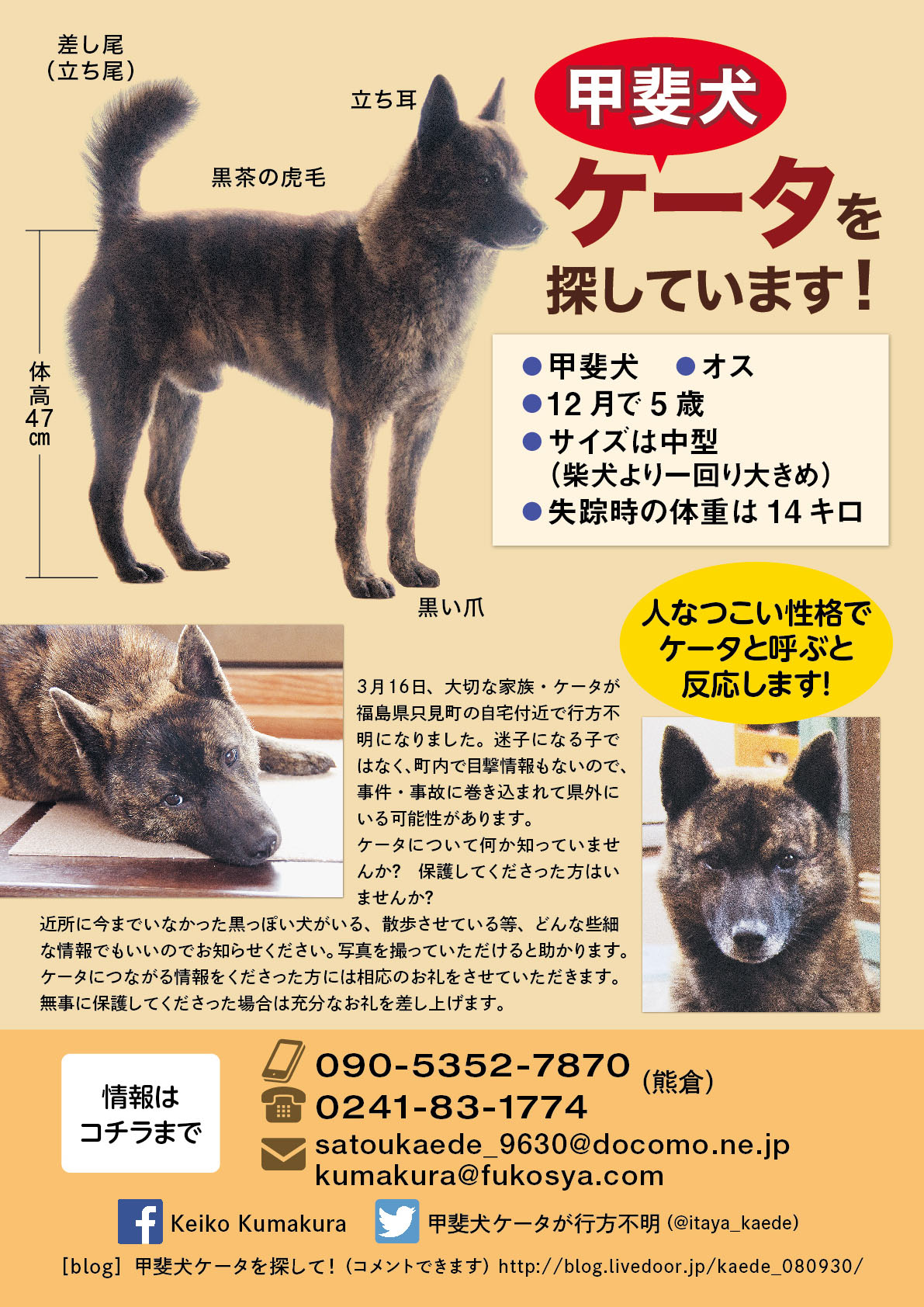 甲斐犬ケータを捜しています 甲斐犬ケータを探して