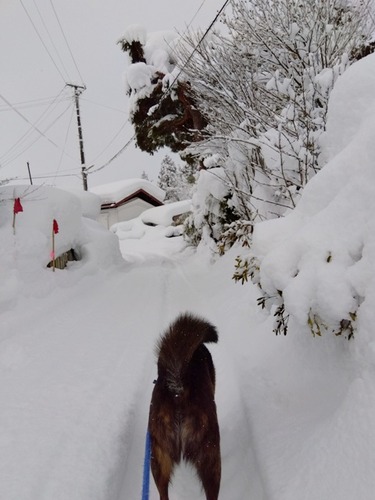 IMG_2025-02-09-08-33-18-153s