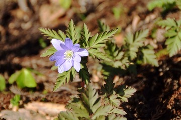 DSC_9501_20150429_3382-