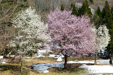 DSC_9470_20150429_3383-