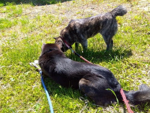 IMG_2025-05-28-09-32-23-374s