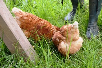 DSC_3886_20140713_2371-