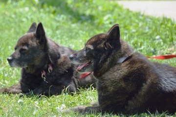 DSC_0064_20150517_405