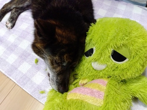 IMG_2024-07-25-09-06-11-995r