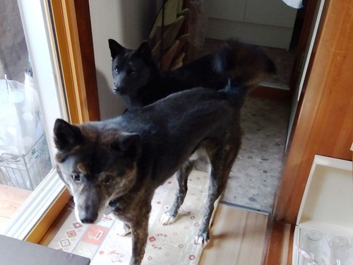 IMG_2025-05-17-11-09-44-611s