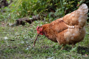 DSC_1708_20150927_565