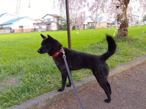 IMG_2025-04-26-17-25-39-106s