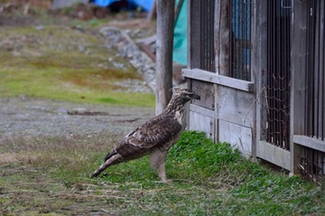 DSC_2297_20151121_758