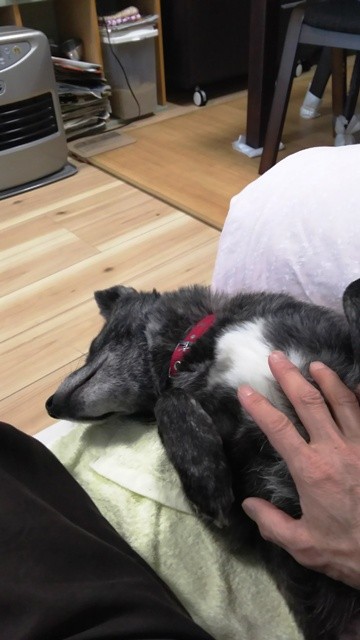 お腹を出して甘えるソラ 甲斐犬ケータを探して