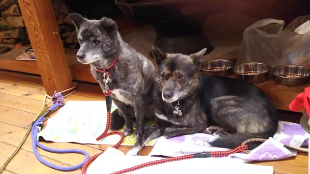 甲斐犬ケータを探して