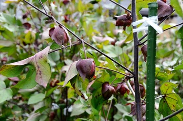 DSC_1509_20150920_536