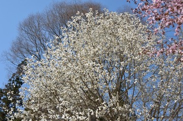 DSC_9478_20150429_3381-