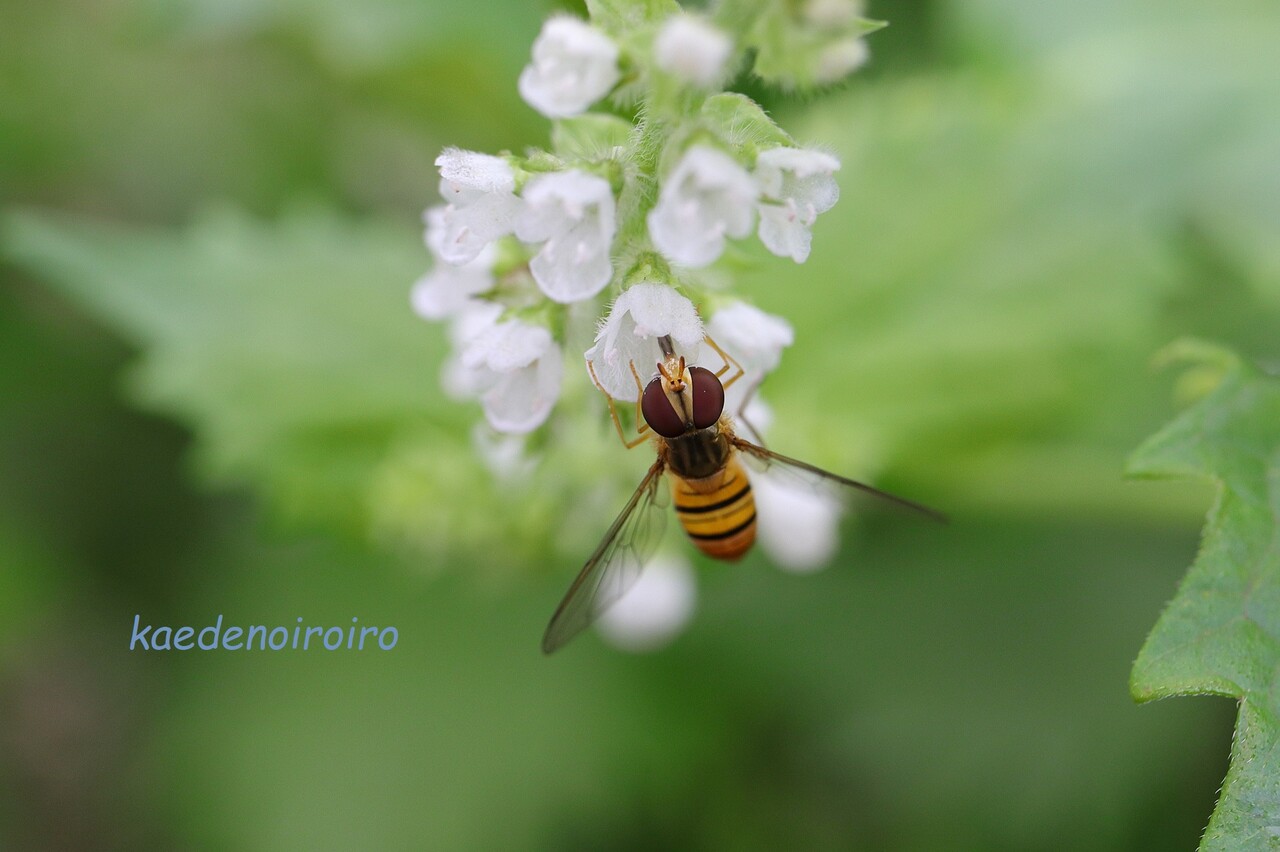 ウサギの顔 かえでのいろいろ