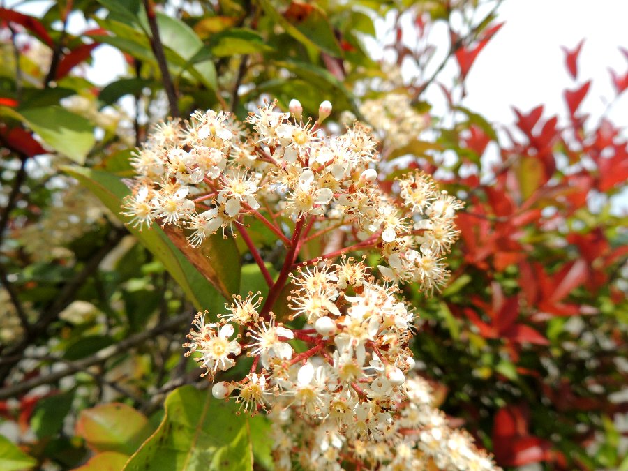 生垣の花 かえで のデジブラ日記 生垣の花 かえで のデジブラ日記