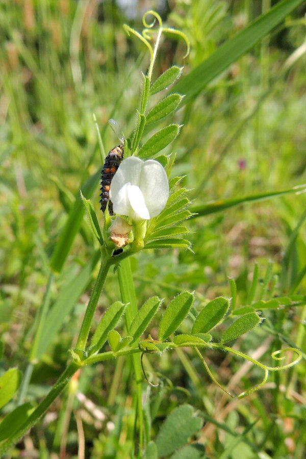 ヤナギの綿毛が飛ぶ頃 かえで のデジブラ日記
