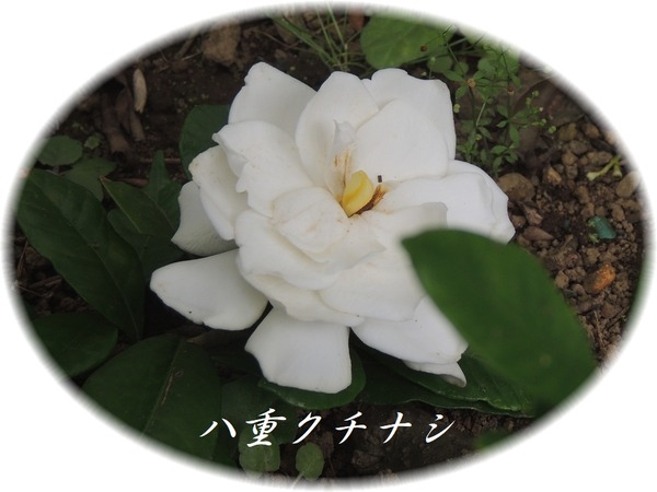 @¥¯¥Á¥Ê¥·-0016
