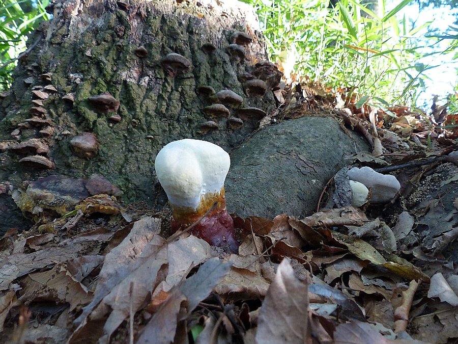 マンネンタケの幼菌 かえで のデジブラ日記 マンネンタケの幼菌 かえで のデジブラ日記