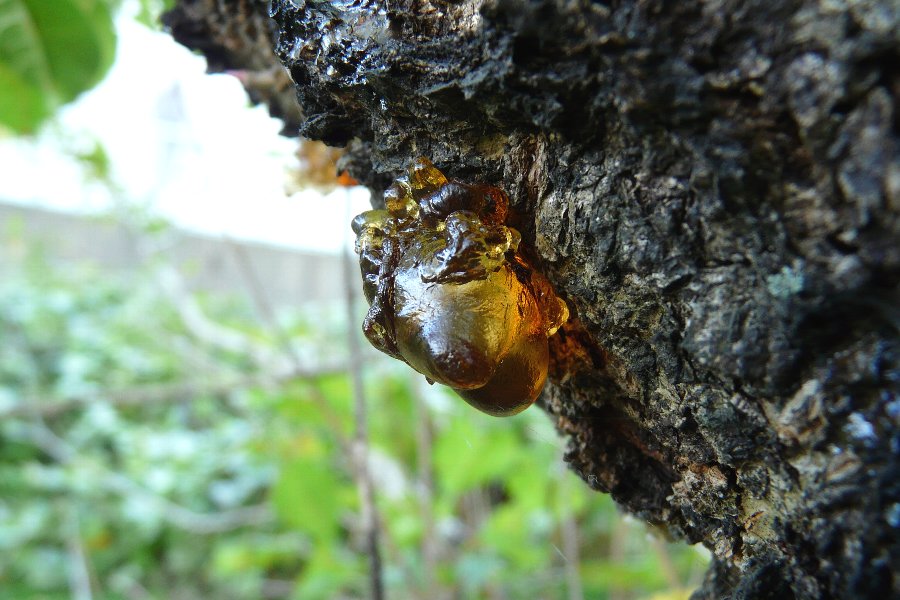 桜の樹液 初 かえで のデジブラ日記