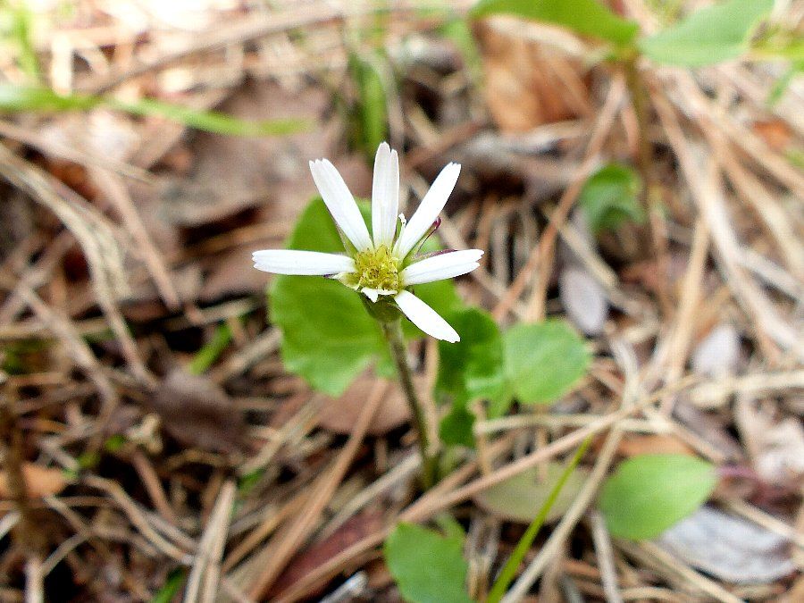 ムラサキタンポポと トウダイグサ かえで のデジブラ日記