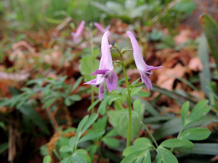 ジロボウエンゴサク 草イチゴ かえで のデジブラ日記