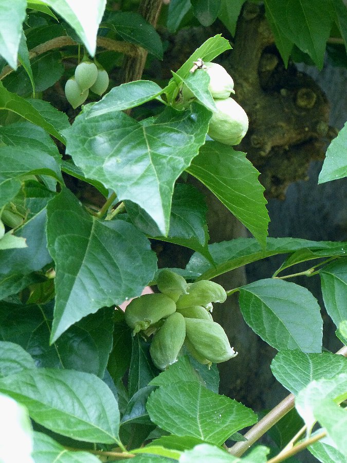 エゴノキの大量の虫こぶ かえで のデジブラ日記 エゴノキの大量の虫こぶ かえで のデジブラ日記