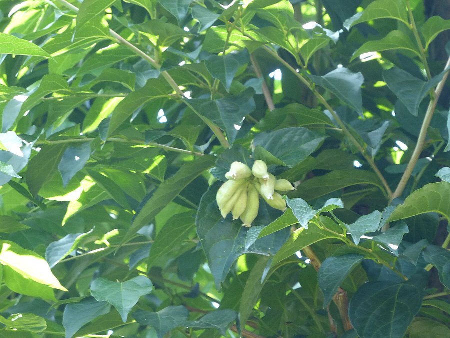 エゴノキの大量の虫こぶ かえで のデジブラ日記