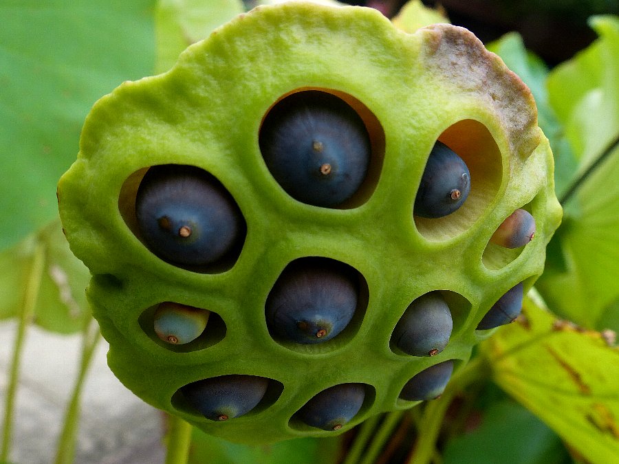 ハスの花と種 かえで のデジブラ日記