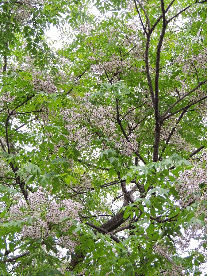 センダンの花が咲きました かえで のデジブラ日記 センダンの花が咲きました かえで のデジブラ日記