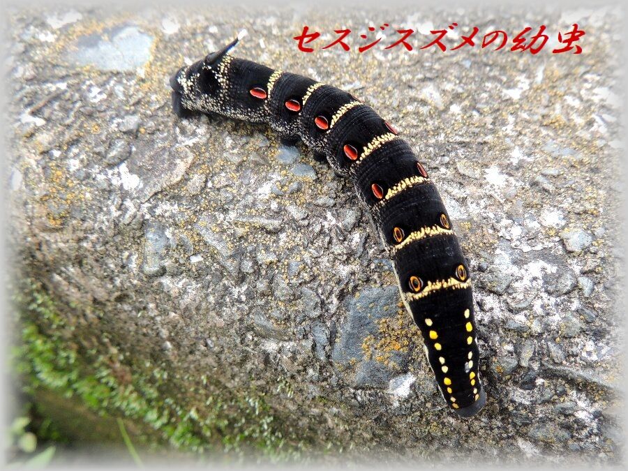 スズメガ 幼虫 2種 かえで のデジブラ日記