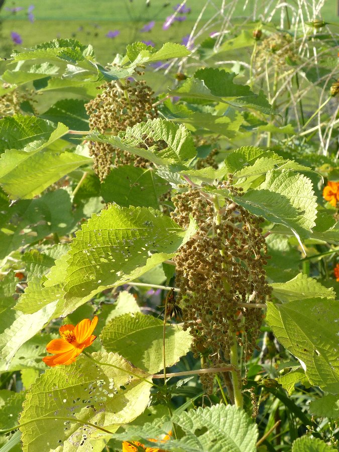 カラムシの花 : かえで☆のデジブラ日記～♪