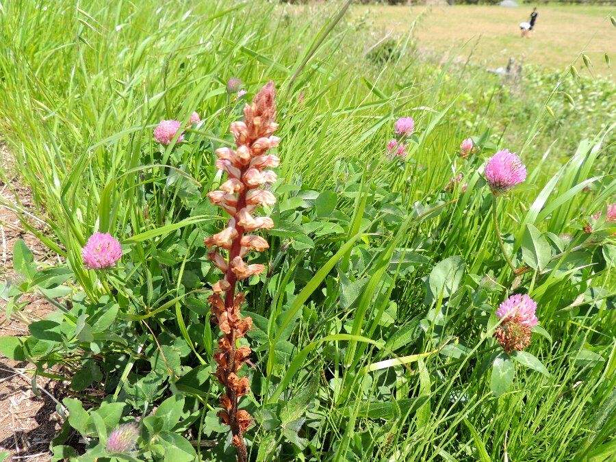 突然 ヤセウツボ かえで のデジブラ日記 突然 ヤセウツボ かえで のデジブラ日記