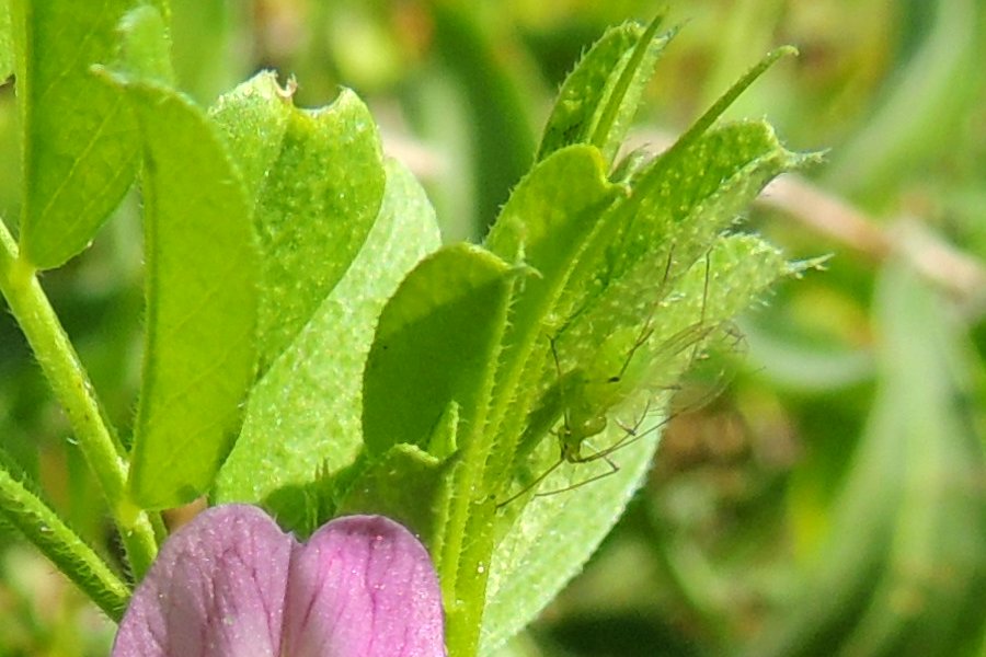 ヤナギの綿毛が飛ぶ頃 かえで のデジブラ日記 ヤナギの綿毛が飛ぶ頃 かえで のデジブラ日記