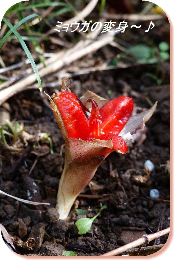 ミョウガの実と種 かえで のデジブラ日記