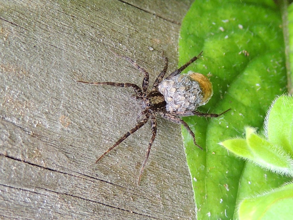 ウヅキコモリグモ 初 かえで のデジブラ日記