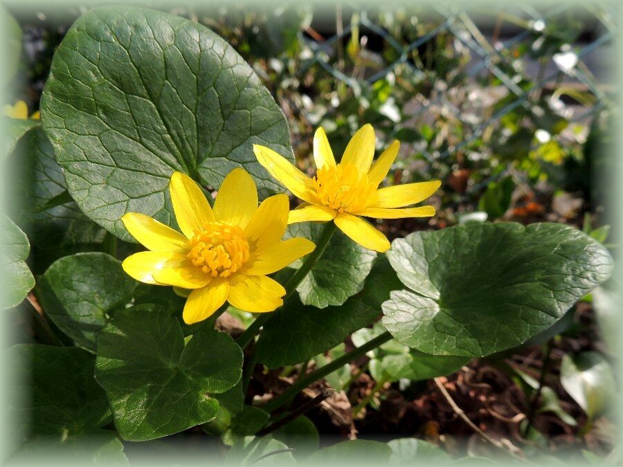 リュウキンカ 立金花 かえで のデジブラ日記