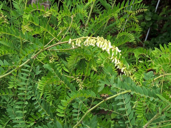 薬草園の花 かえで のデジブラ日記