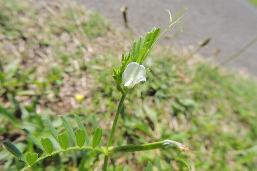 ヤナギの綿毛が飛ぶ頃 かえで のデジブラ日記 ヤナギの綿毛が飛ぶ頃 かえで のデジブラ日記