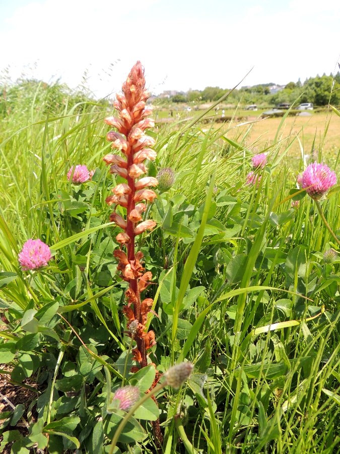 突然 ヤセウツボ かえで のデジブラ日記 突然 ヤセウツボ かえで のデジブラ日記