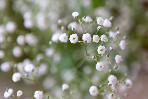 856_flower_kasumisou_8964-973x649
