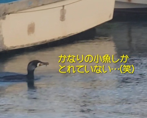 Screenshot_20230405_135145_Video Player