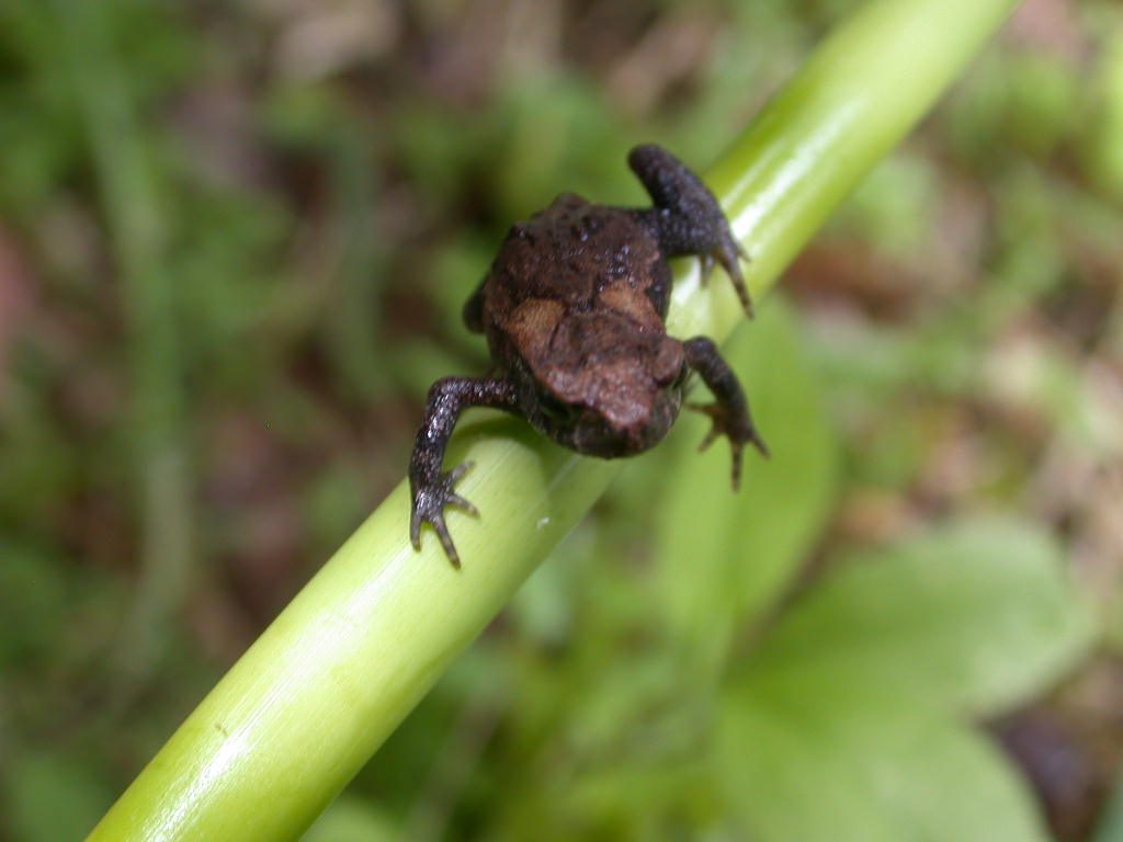 ヒキガエルの子供 その やまねのね