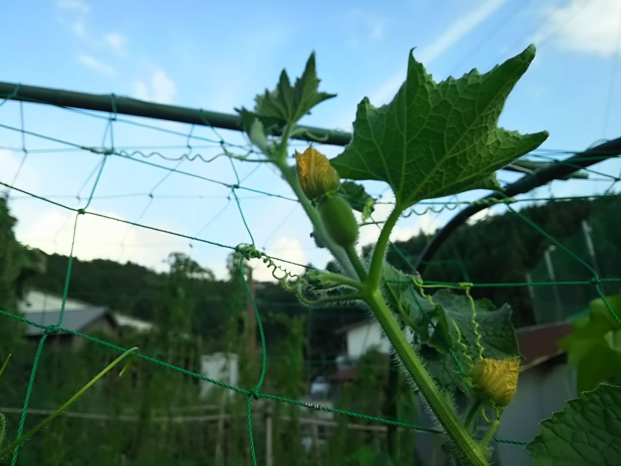イメージ 1