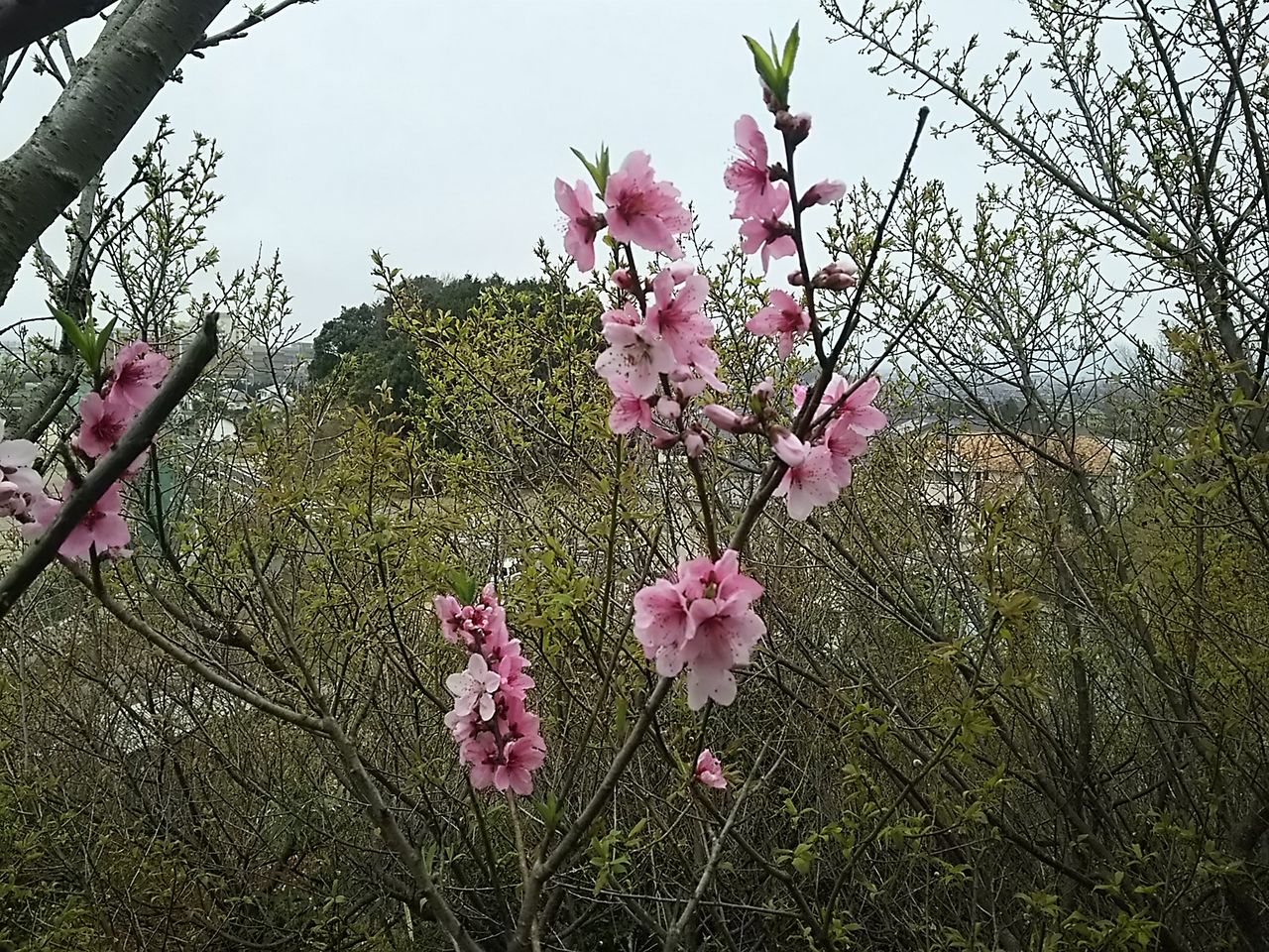 イメージ 4
