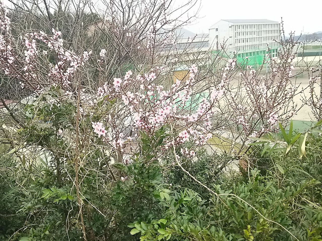 イメージ 4