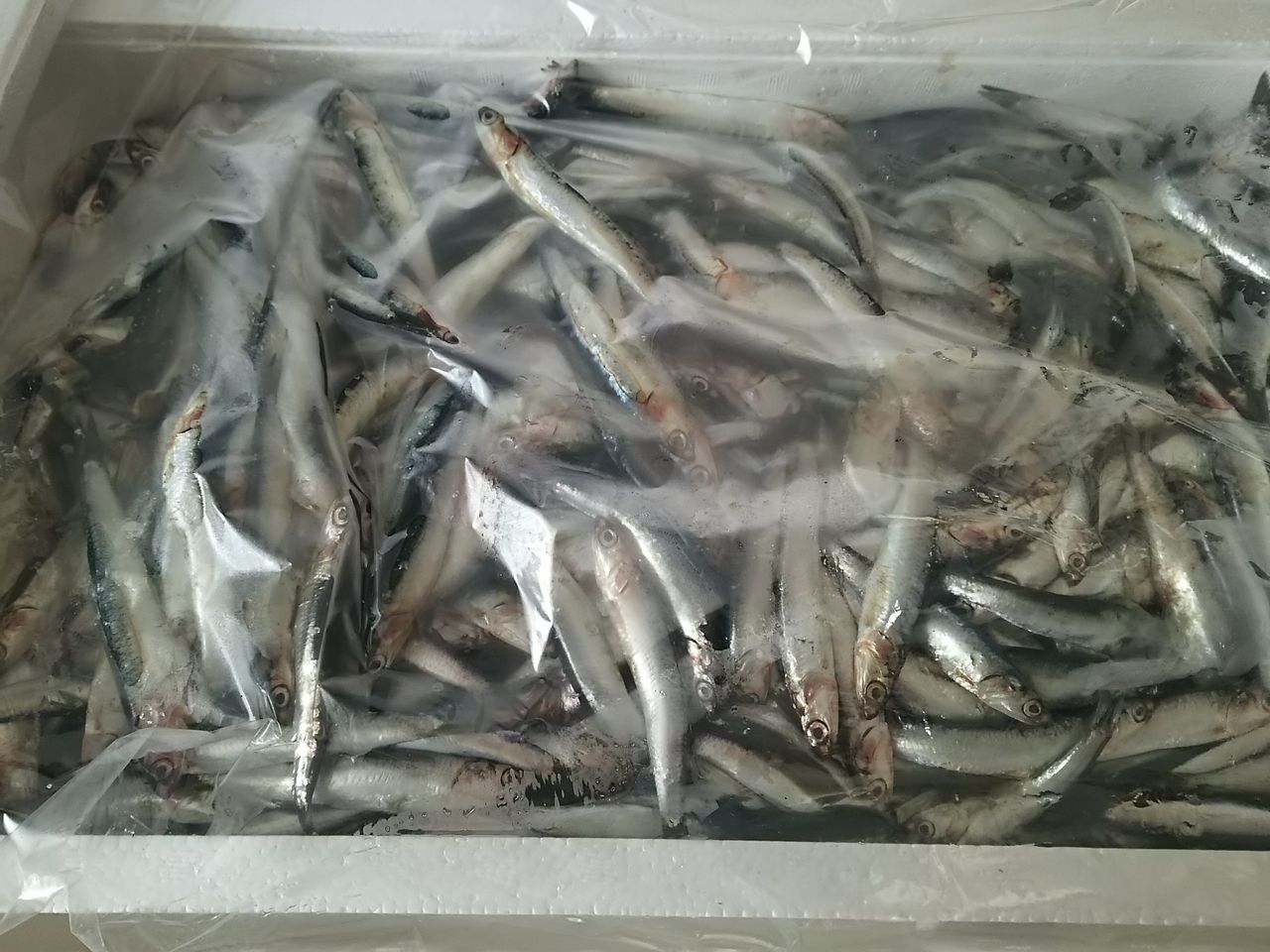イメージ 6